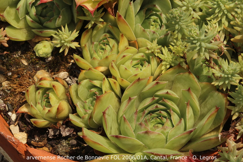 tectorum var. arvernense from Rocher de Bonnevie (Typ 01A)