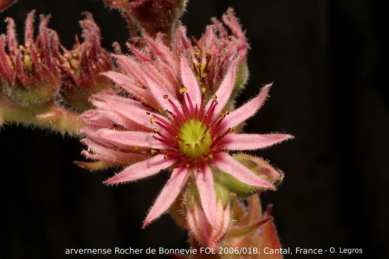 tectorum var. arvernense from Rocher de Bonnevie (Typ 01B)