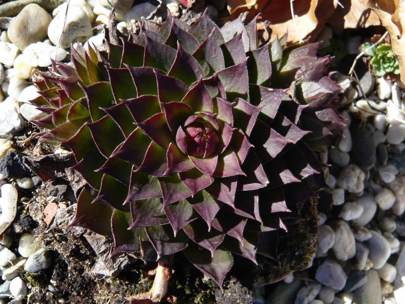 tectorum var. arvernense from Rocher de Bonnevie (Typ 01A)