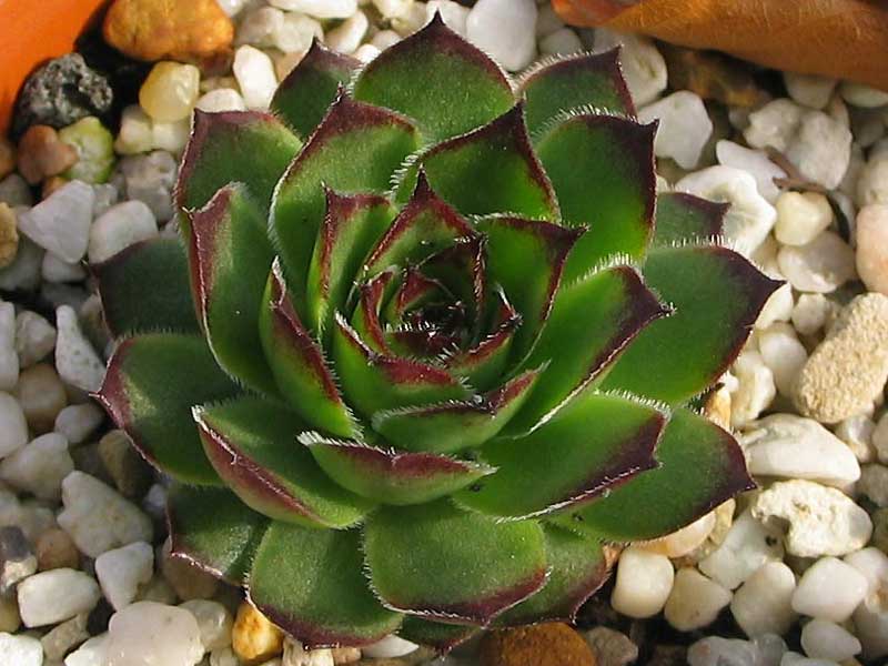 tectorum var. tectorum (affine)