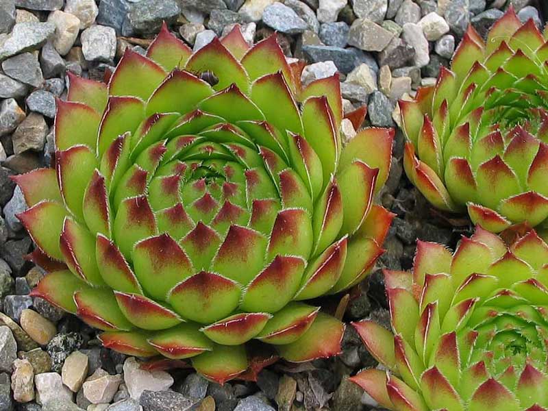 tectorum var. tectorum (alpinum)