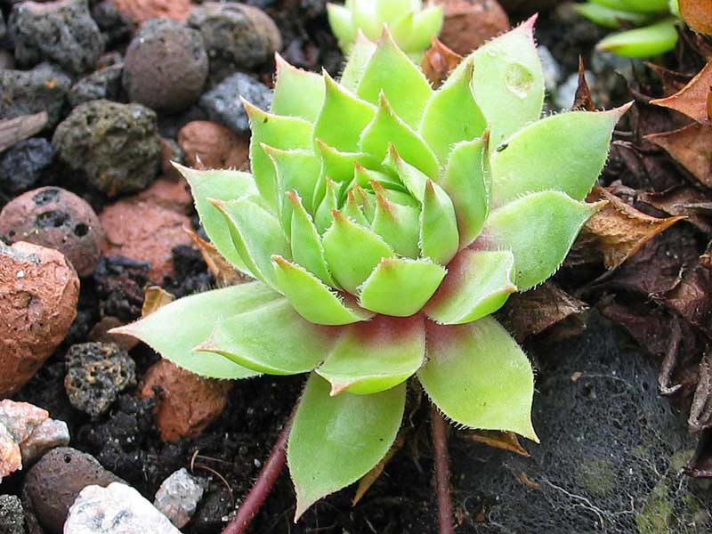 tectorum var. tectorum (alpinum) from Berninapass