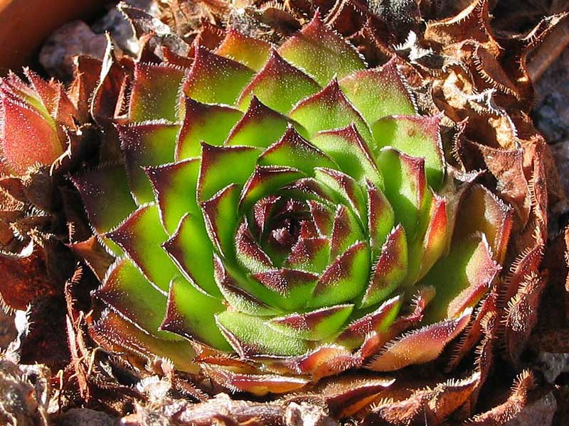tectorum var. arvernense (italicum)