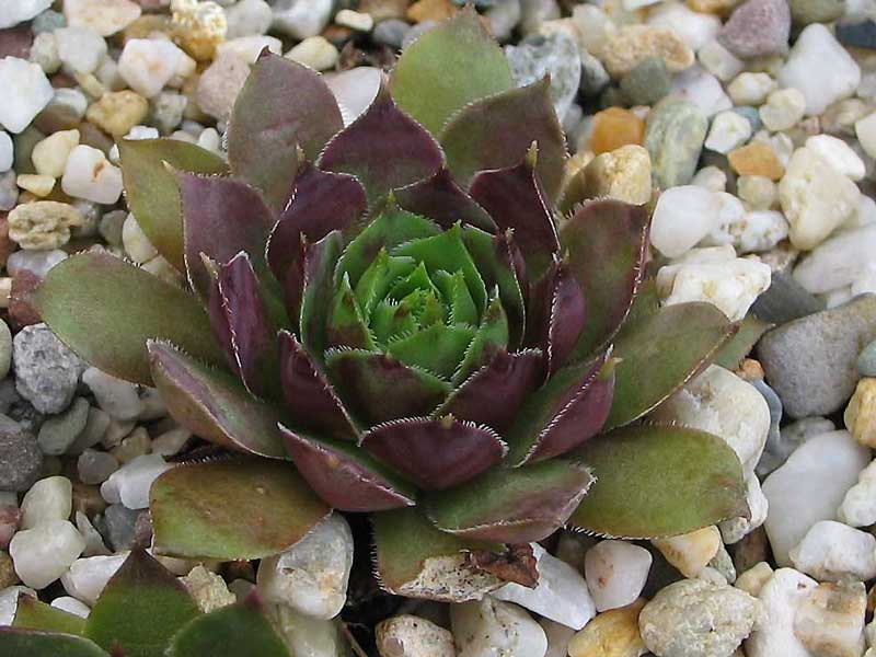 tectorum var. tectorum (rhenanum)