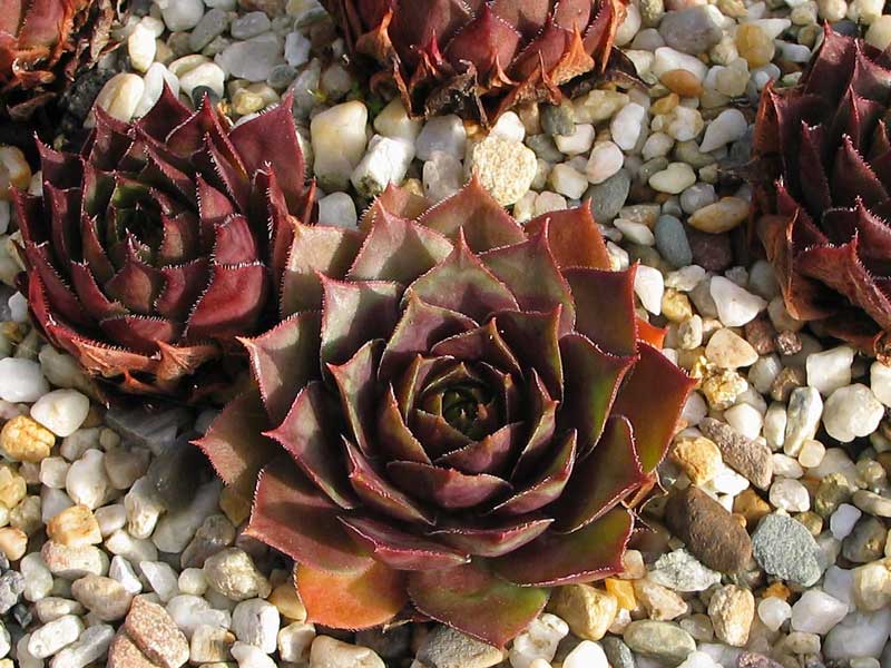 tectorum var. tectorum (rhenanum)