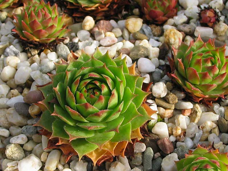 tectorum var. tectorum (alpinum) from Berninapass