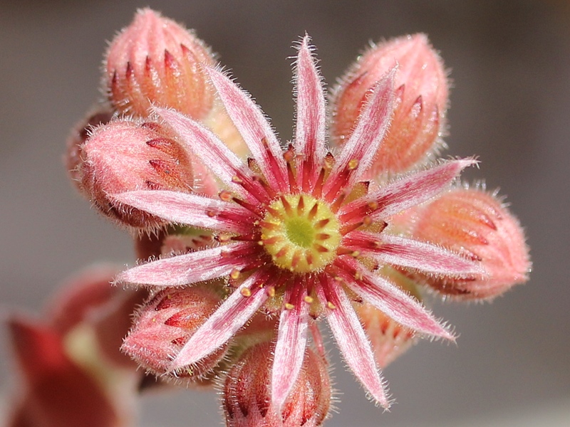 tectorum var. arvernense (italicum)