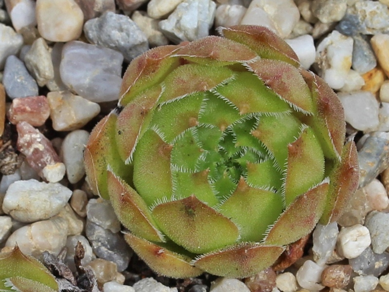tectorum var. tectorum (beugesiacum) from Geneva