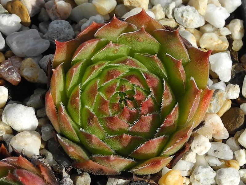 tectorum var. tectorum (beugesiacum) from Geneva