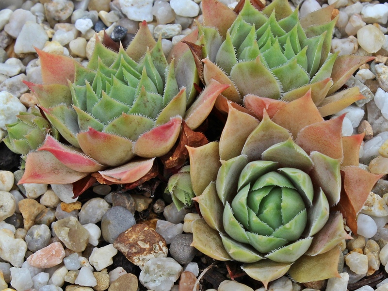 tectorum (aureum)