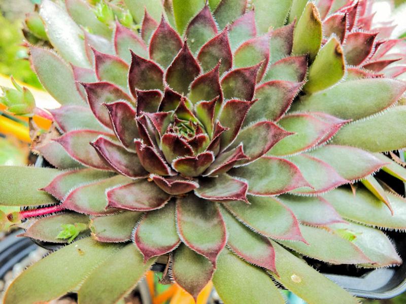tectorum (degenii)