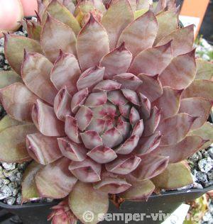tectorum (rubrum)