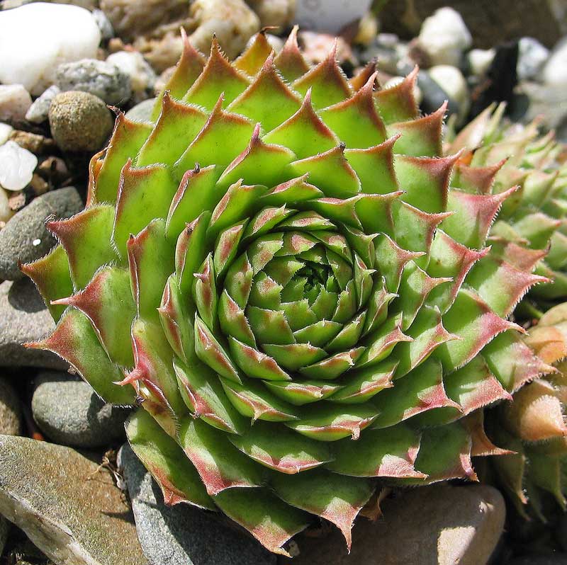 tectorum (spinosum)