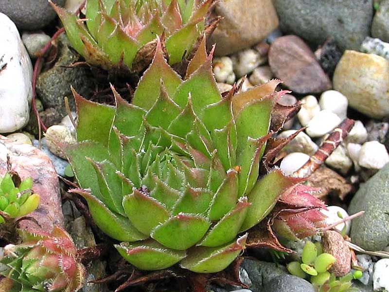 tectorum (spinosum)