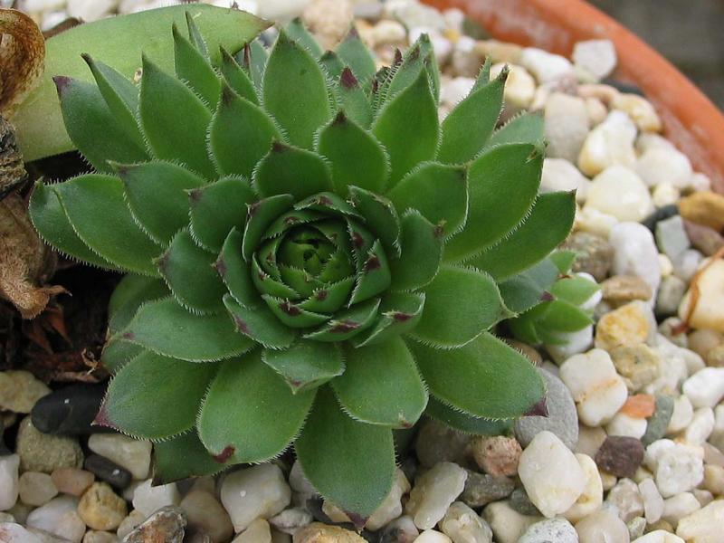 tectorum from Benasque
