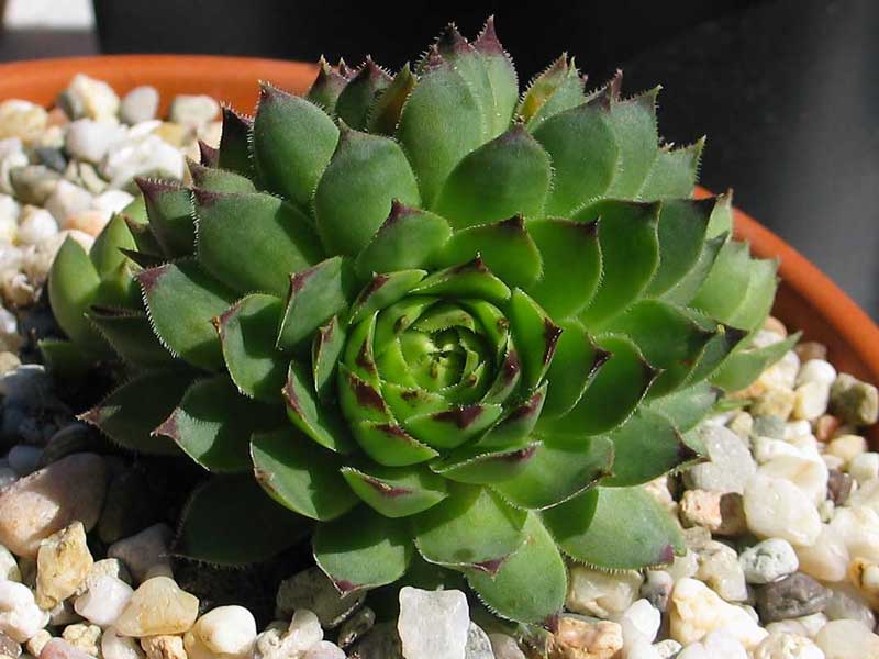 tectorum from Benasque
