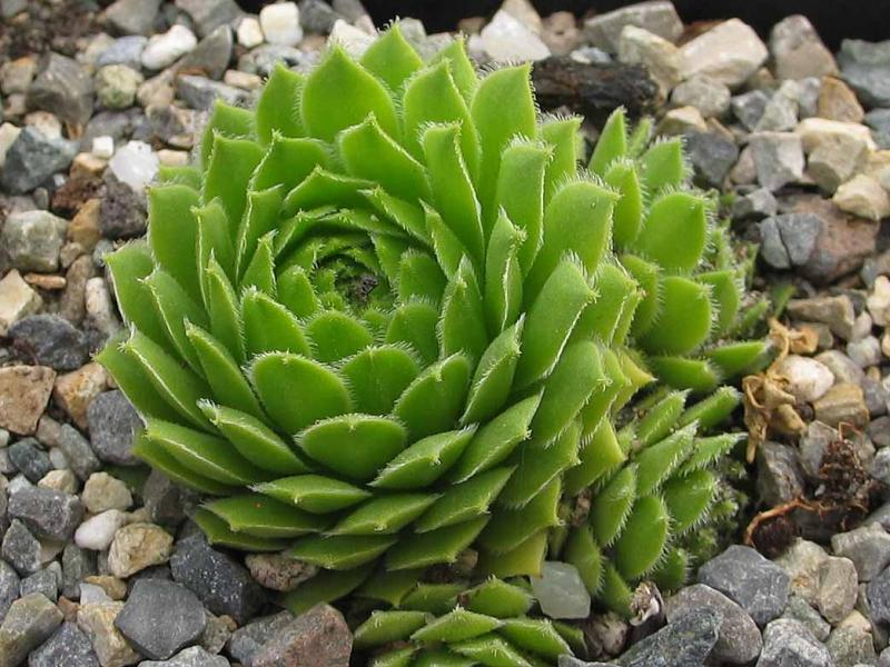 tectorum from Gimillian