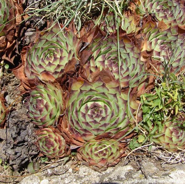 tectorum from Roche de Gourdon (Alm)