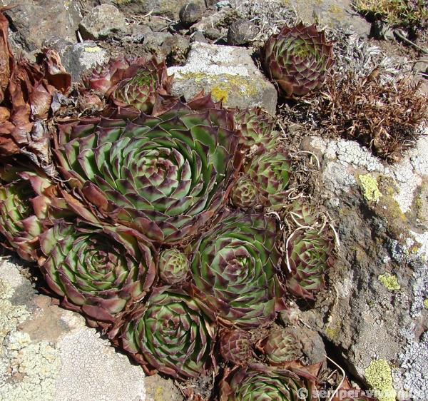 tectorum from Roche de Gourdon (Felswand)