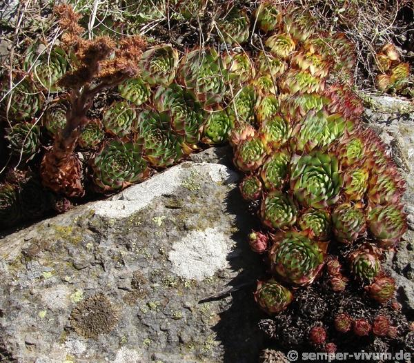 tectorum from Roche de Gourdon (Felswand)
