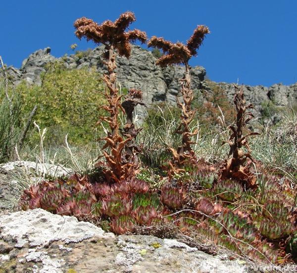 tectorum from Roche de Gourdon (Felswand)