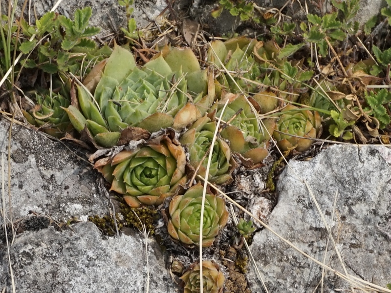 tectorum from Sarcatal