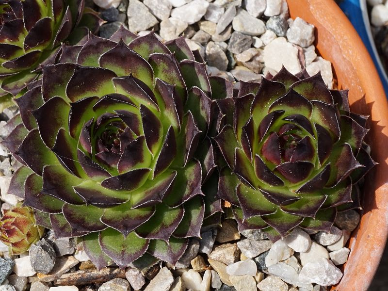 tectorum var. tectorum (boutignyanum) from Roc