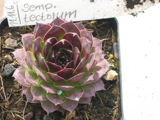 tectorum