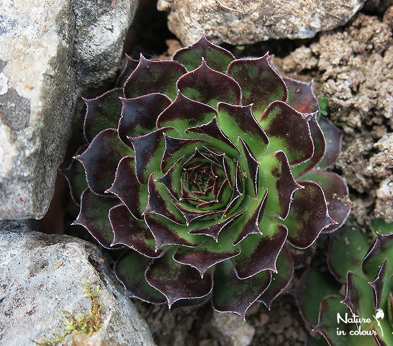 tectorum