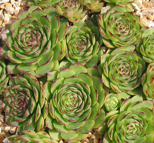 tectorum