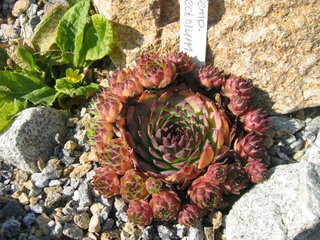 tectorum