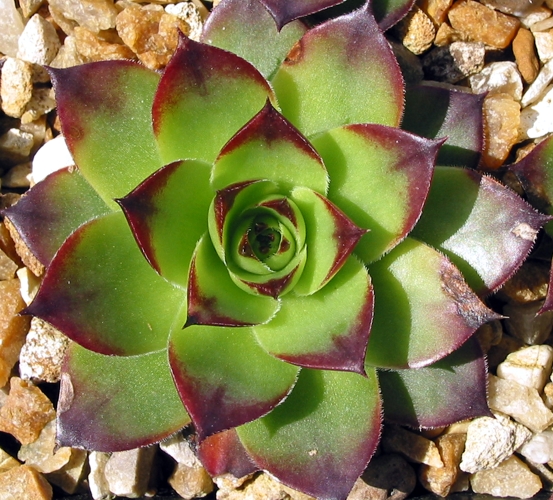 tectorum