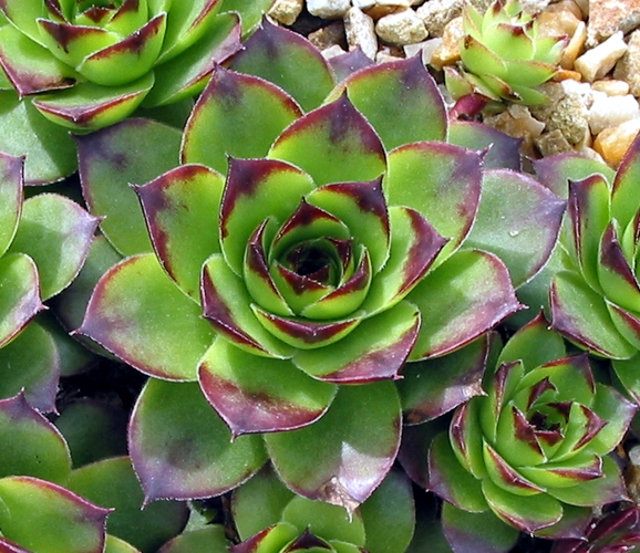 tectorum
