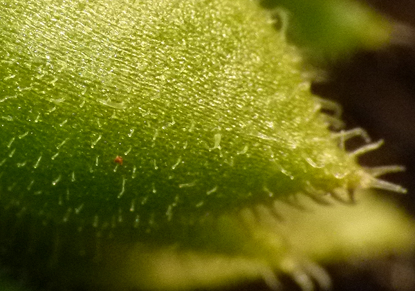 tectorum