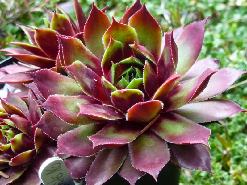 Korspelse Miretta