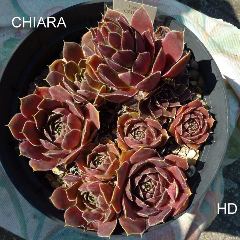 Chiara / Jovi