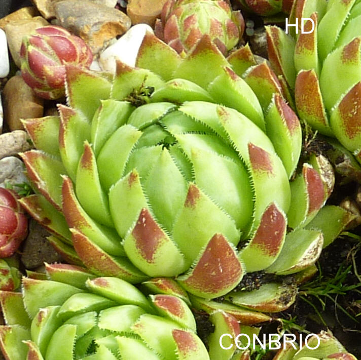 Conbrio / Jovi
