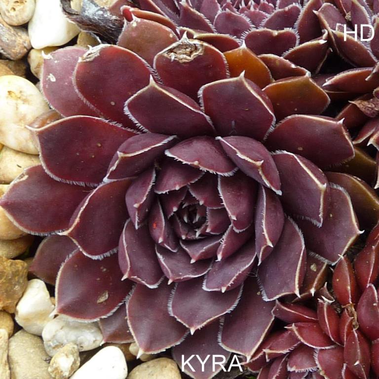 Kyra / Jovi