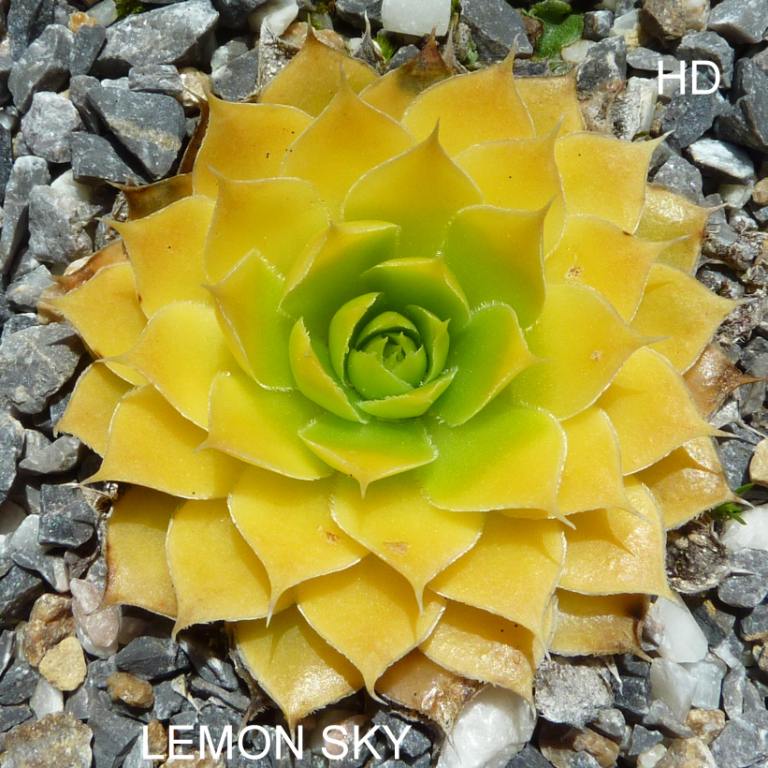 Lemon Sky / Jovi