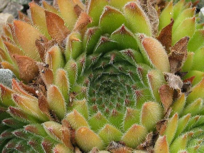 valesiacum
