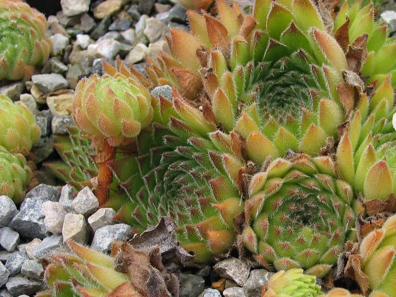 valesiacum