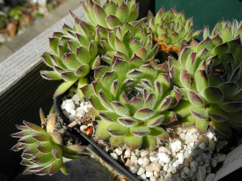 valesiacum