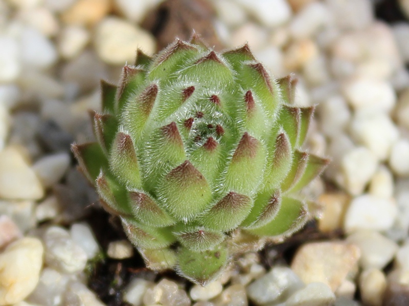 valesiacum