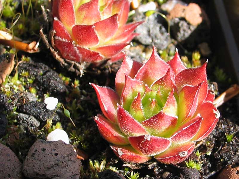 versicolor