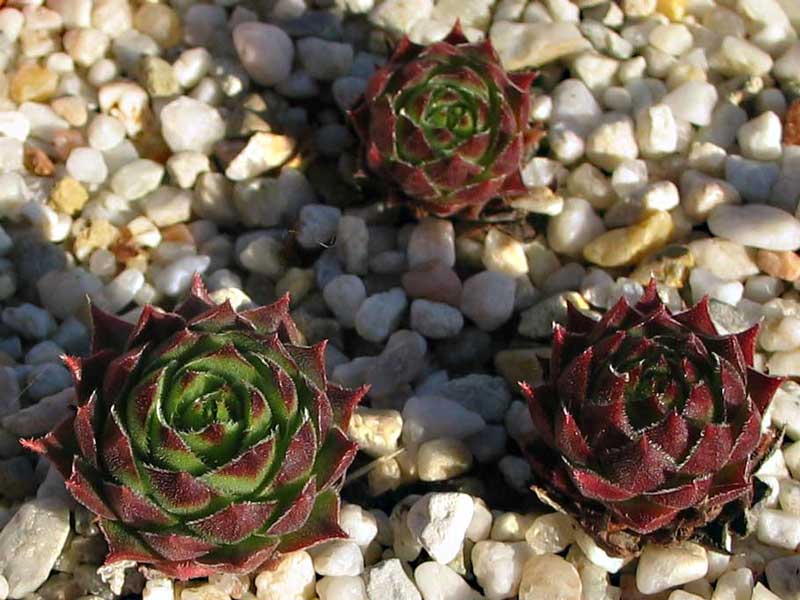versicolor