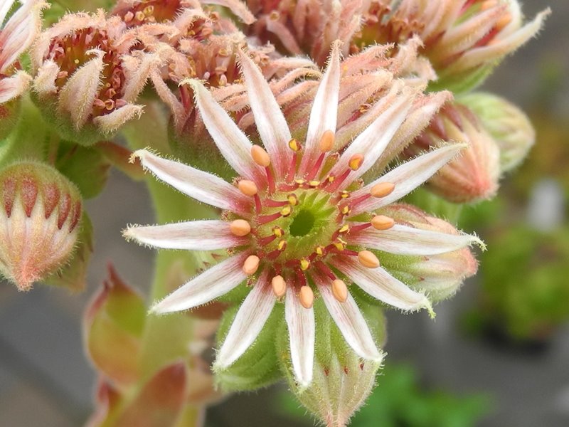 versicolor