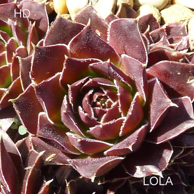 Lola / Jovi