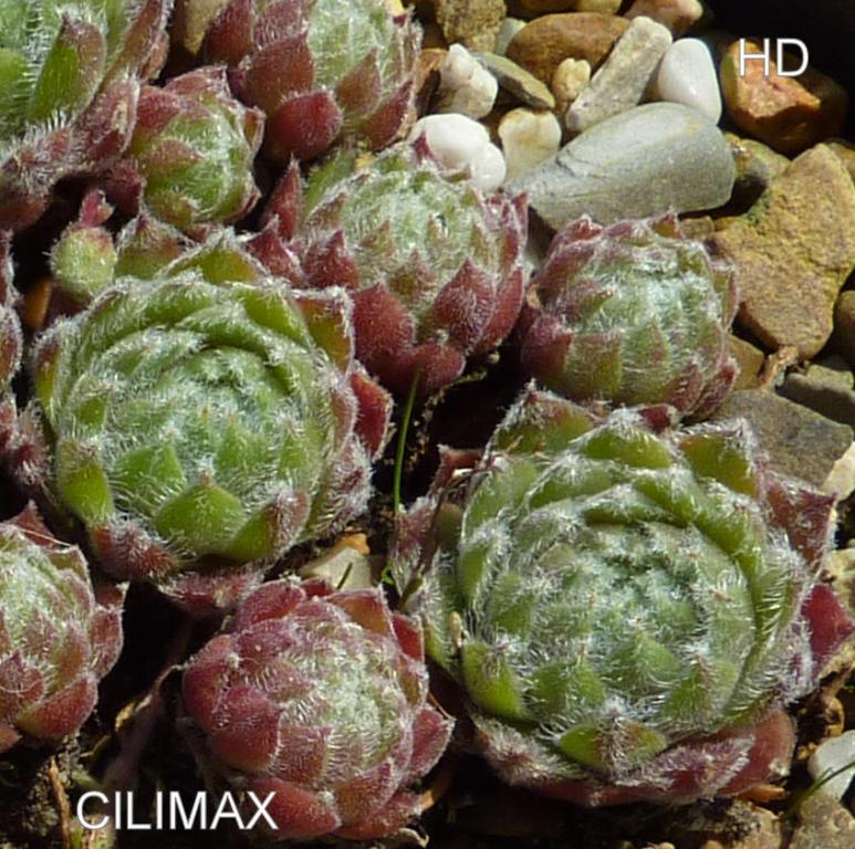 Climax ( III )