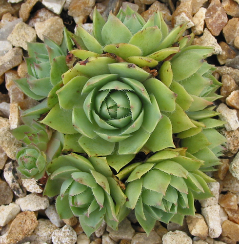 wulfenii
