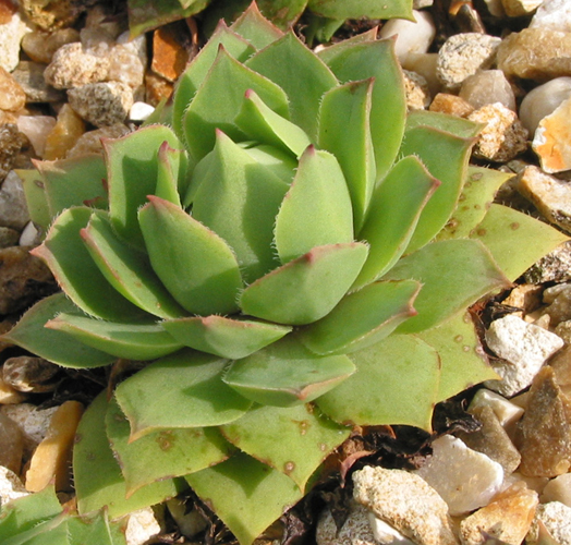 wulfenii
